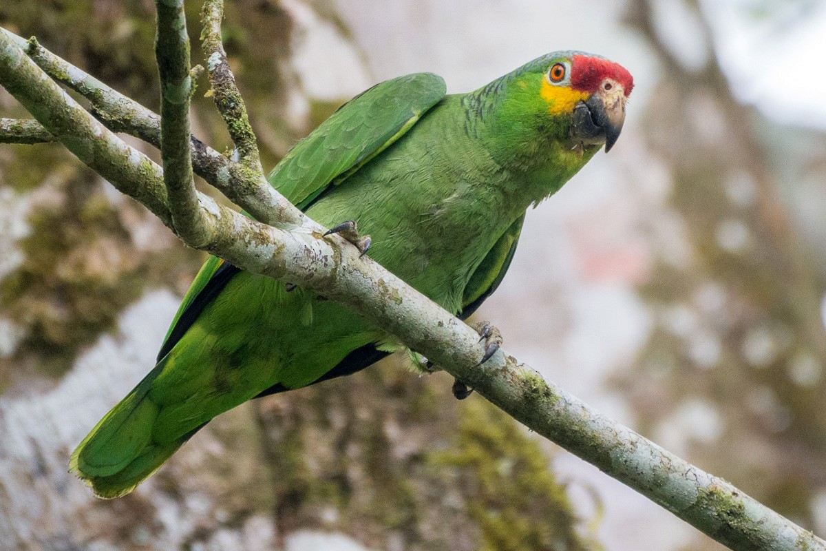 Red-lored Amazon - ML159013511