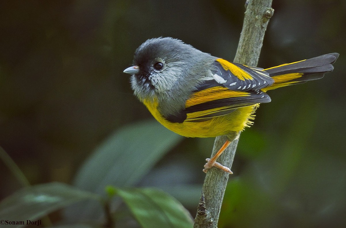 Golden-breasted Fulvetta - ML159013681