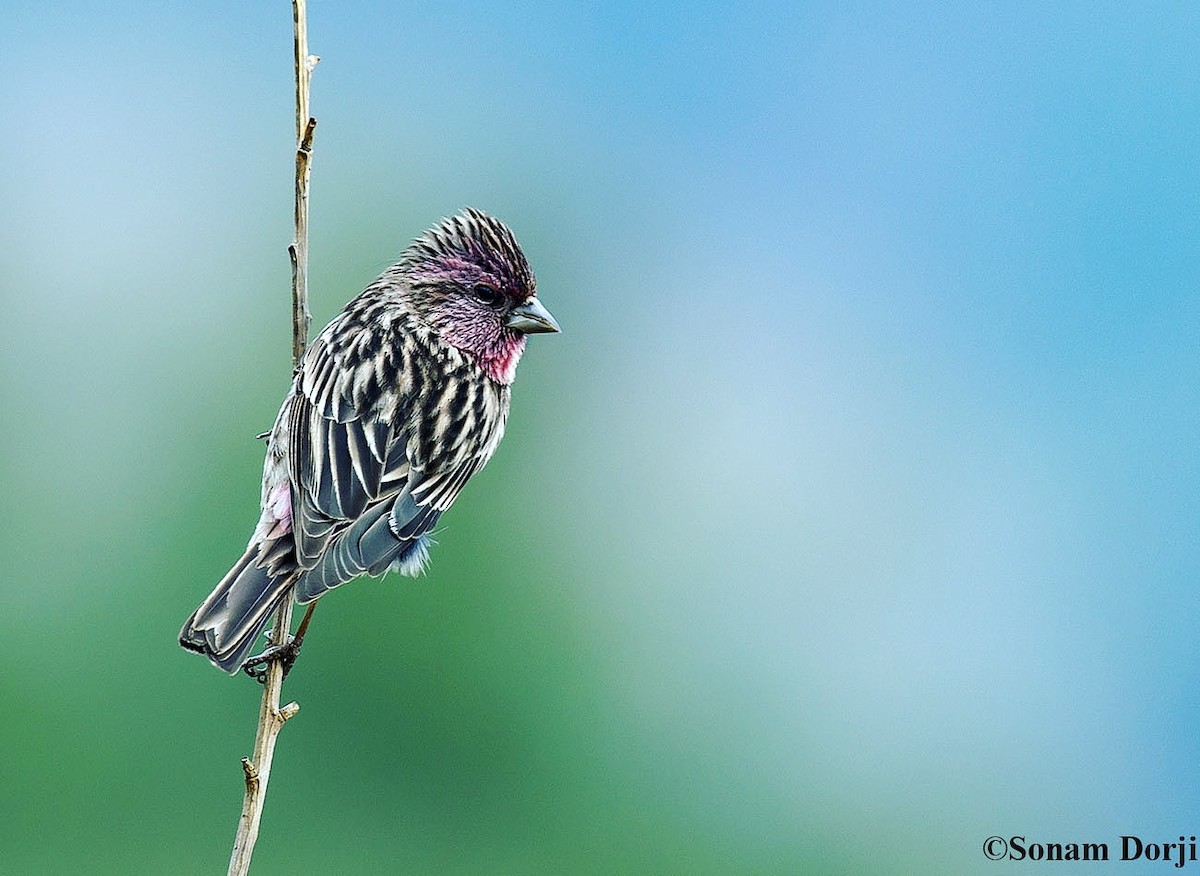Himalayan Beautiful Rosefinch - ML159014581