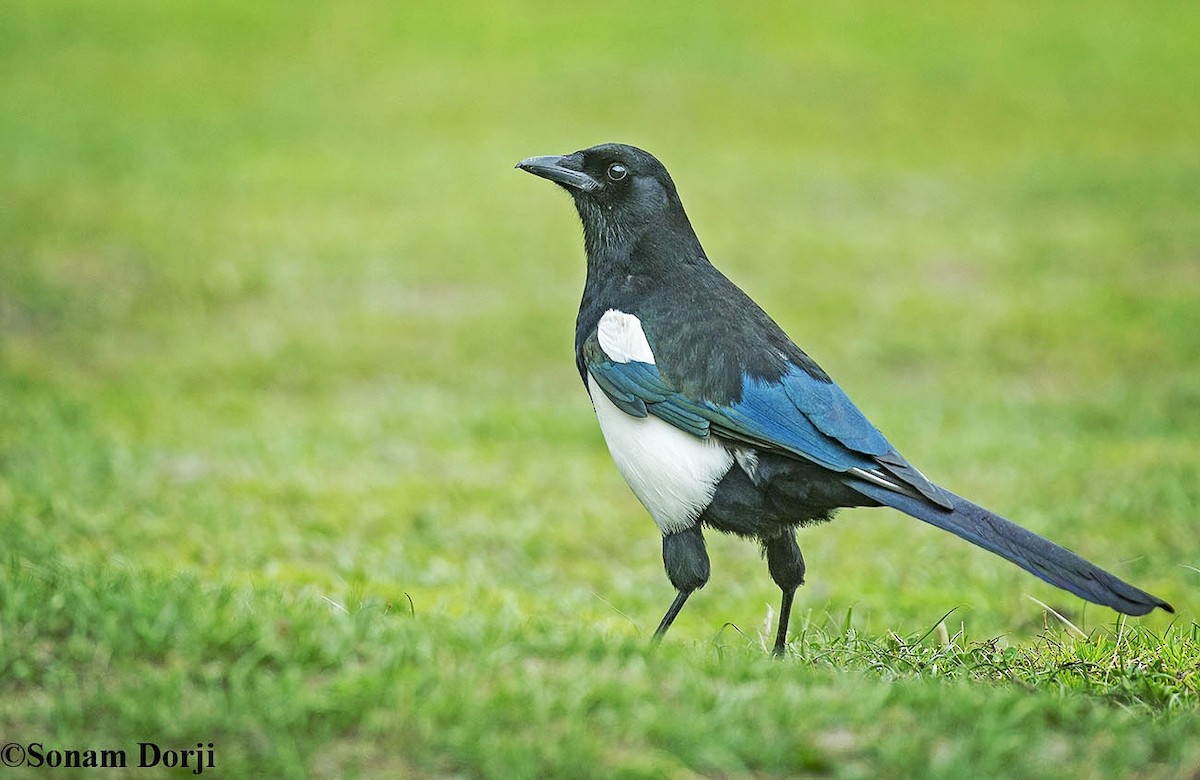Black-rumped Magpie - ML159014871