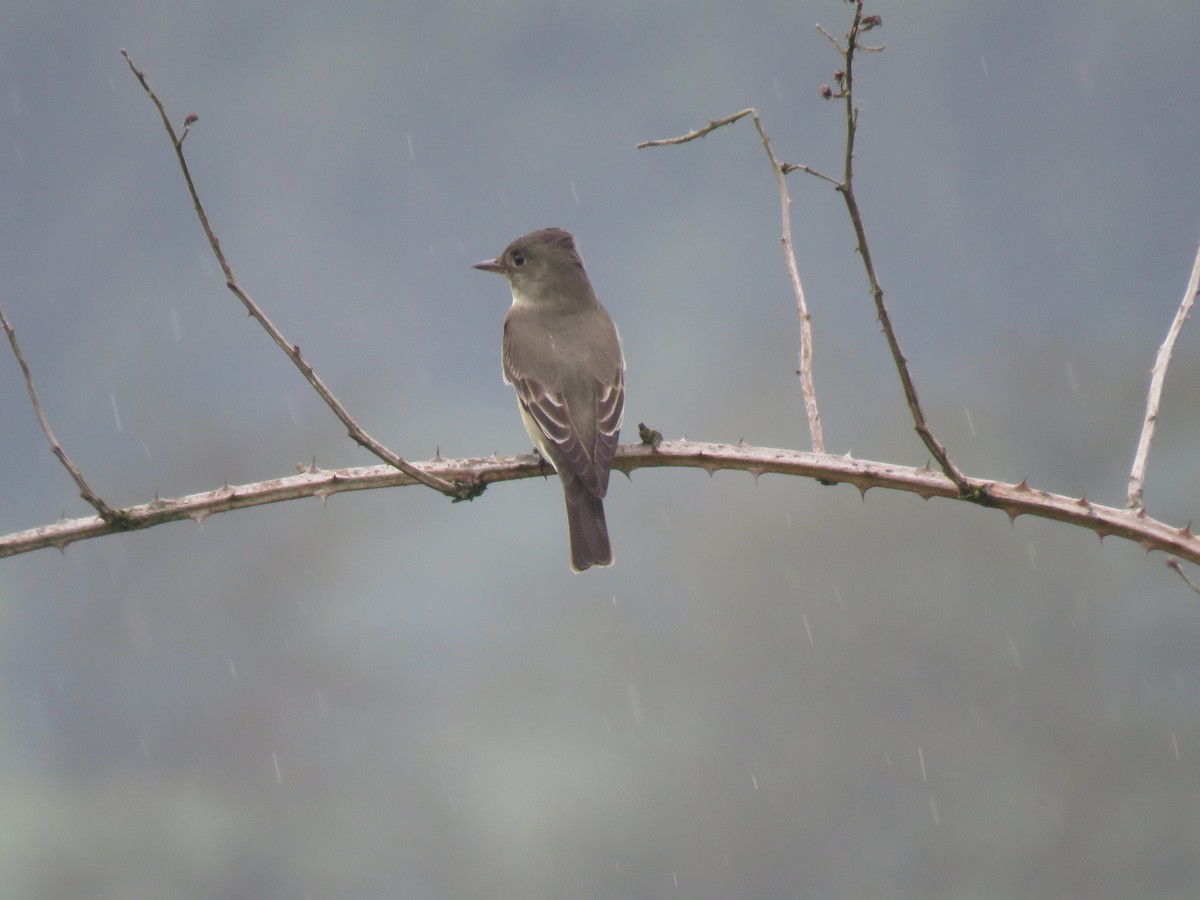 Olive-sided Flycatcher - ML159015851