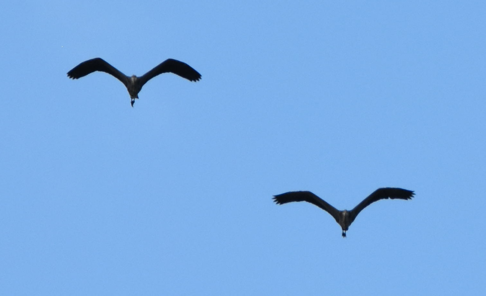 Garza Azulada - ML159016601