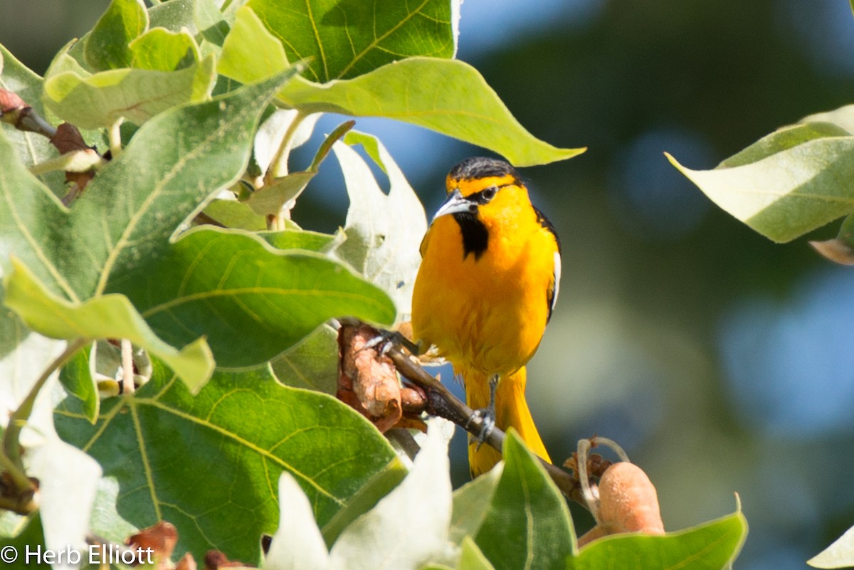 Bullock's Oriole - ML159017041