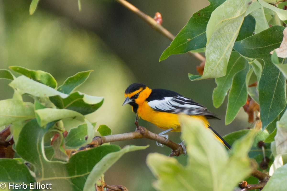 Bullock's Oriole - ML159017061