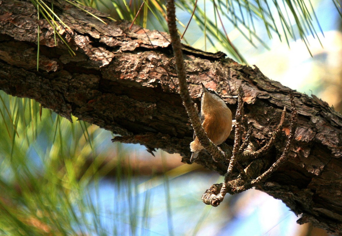 Red-breasted Nuthatch - ML159017611