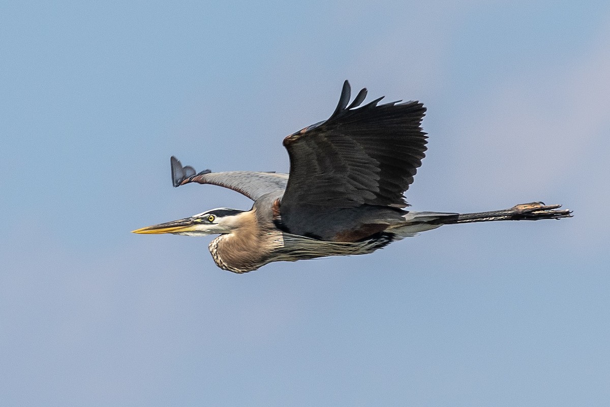 Great Blue Heron - Bill Wood