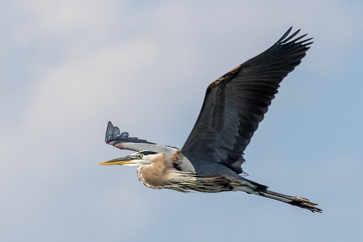 Great Blue Heron - ML159019081