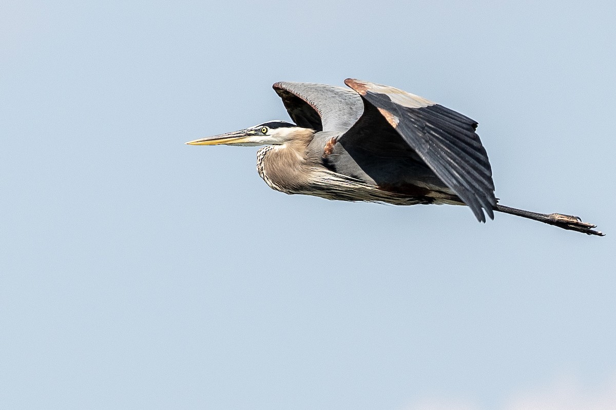 Great Blue Heron - ML159019101