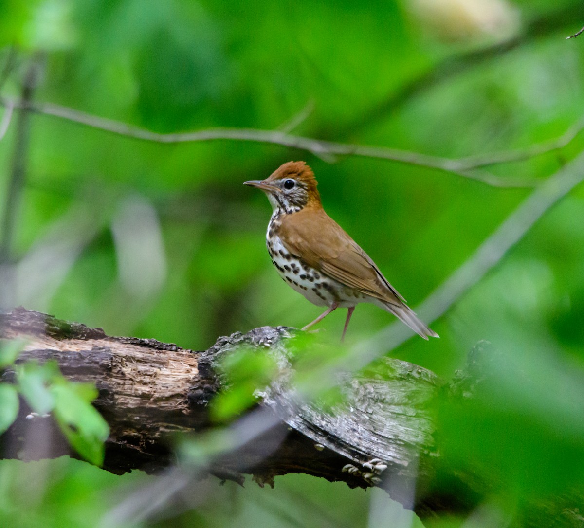 Wood Thrush - Cynthia Carlson