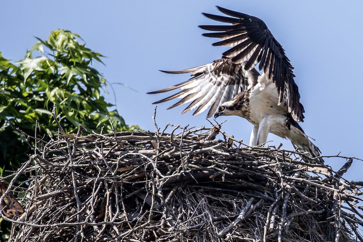 Osprey - ML159019551