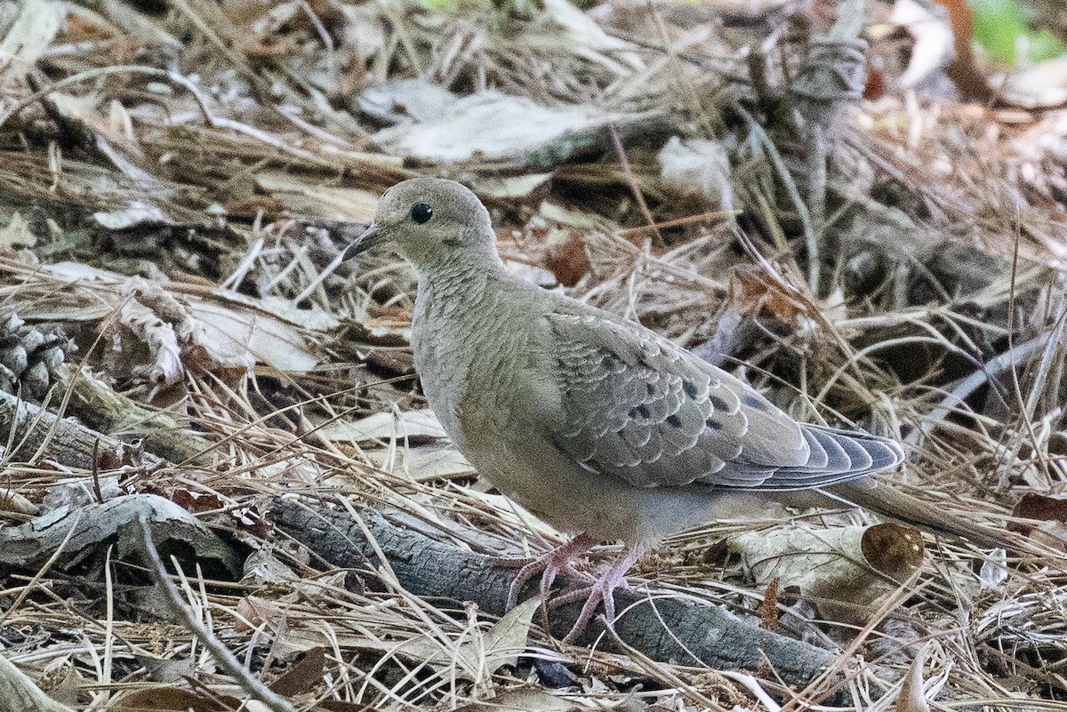 Mourning Dove - ML159020061