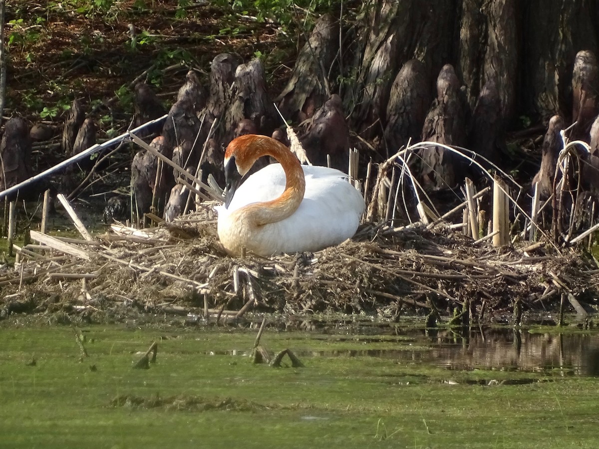 Trumpeter Swan - Jeffrey Roth