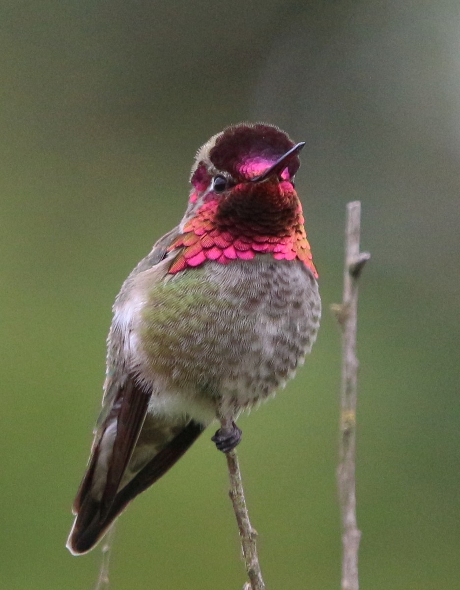 Anna's Hummingbird - ML159022231