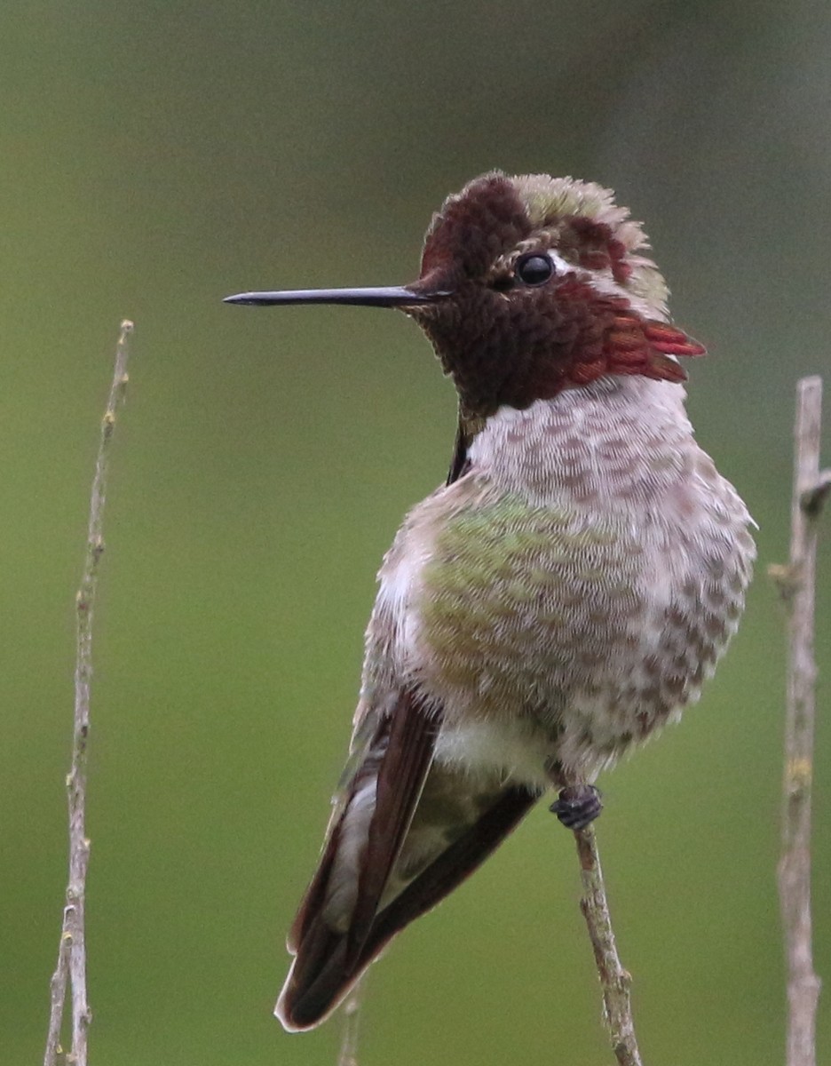 Anna's Hummingbird - ML159022241