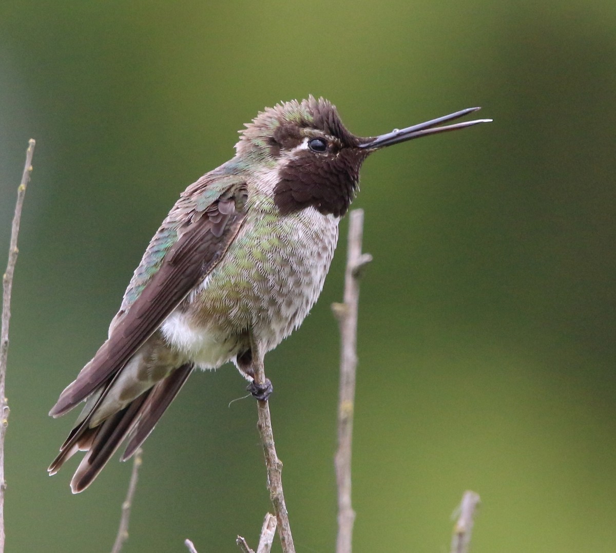 Anna's Hummingbird - ML159022271