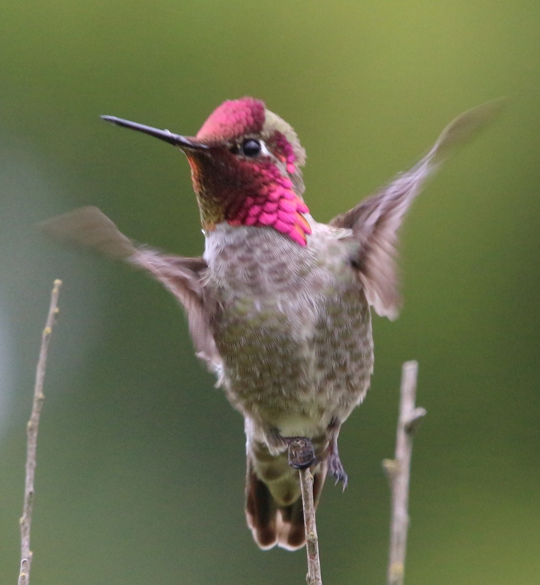 Anna's Hummingbird - ML159022281