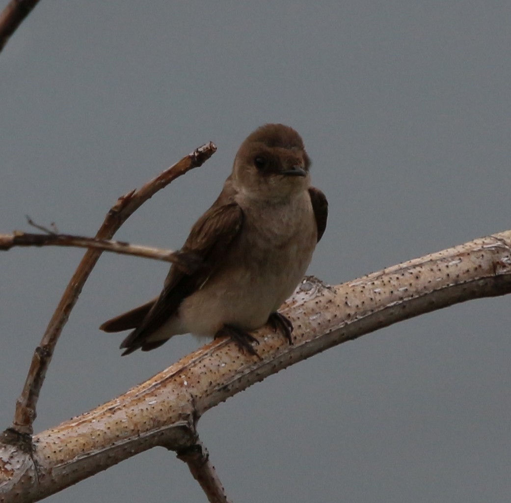 Northern Rough-winged Swallow - ML159022451