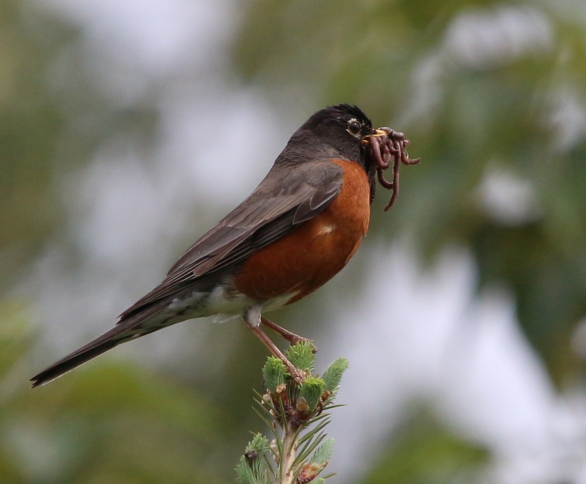 American Robin - ML159022511