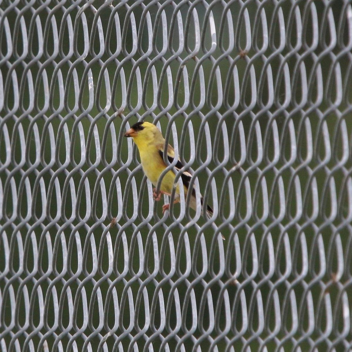 American Goldfinch - ML159022741