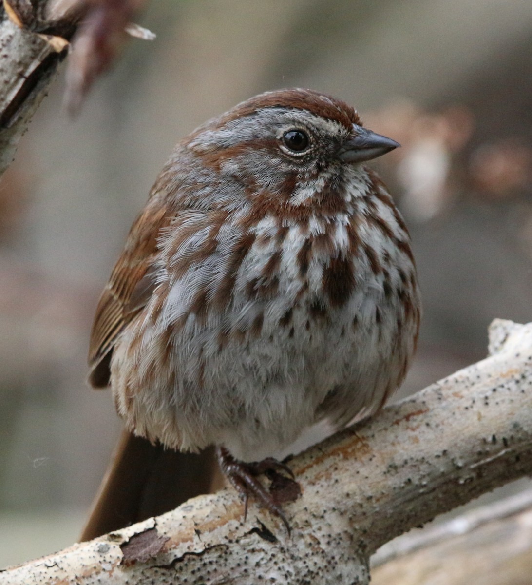 Song Sparrow - ML159022821