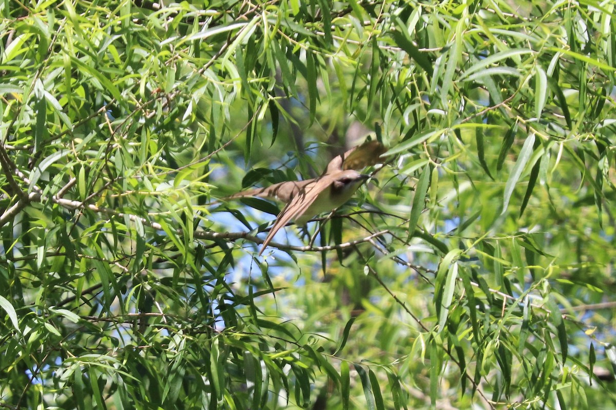 Black-billed Cuckoo - ML159025881