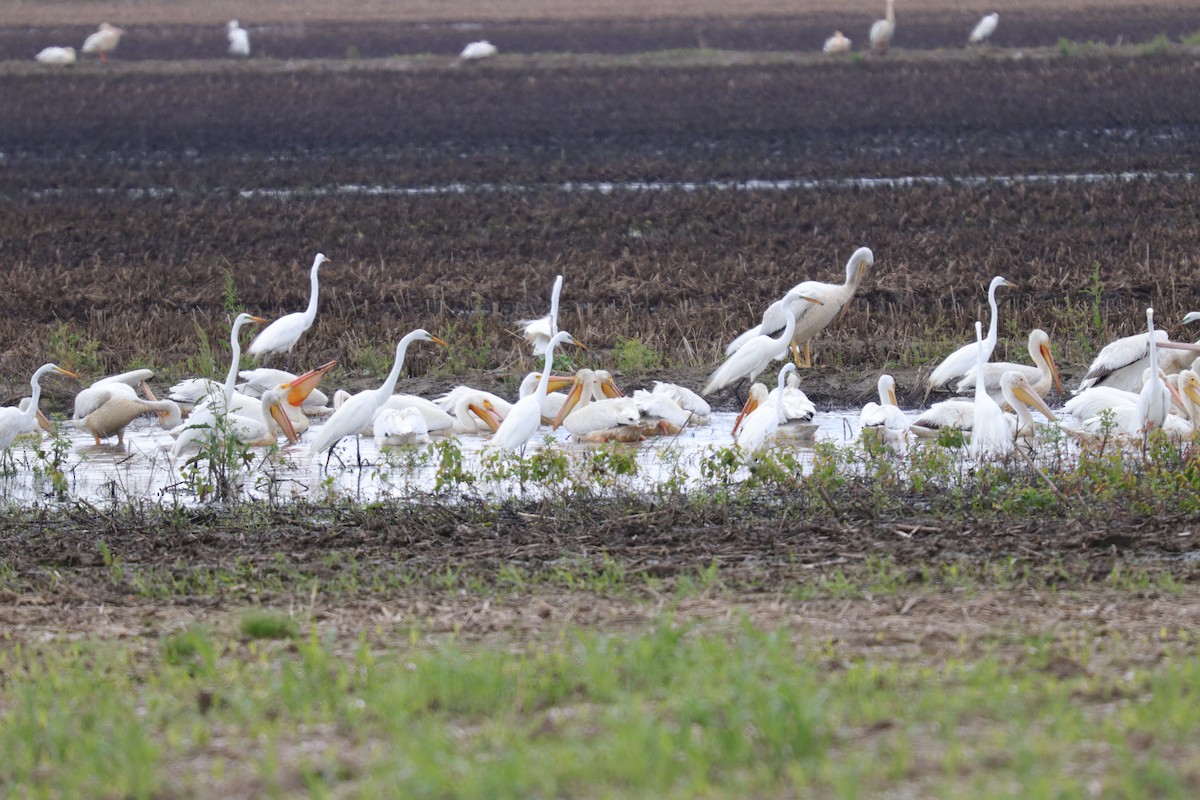 American White Pelican - ML159026671