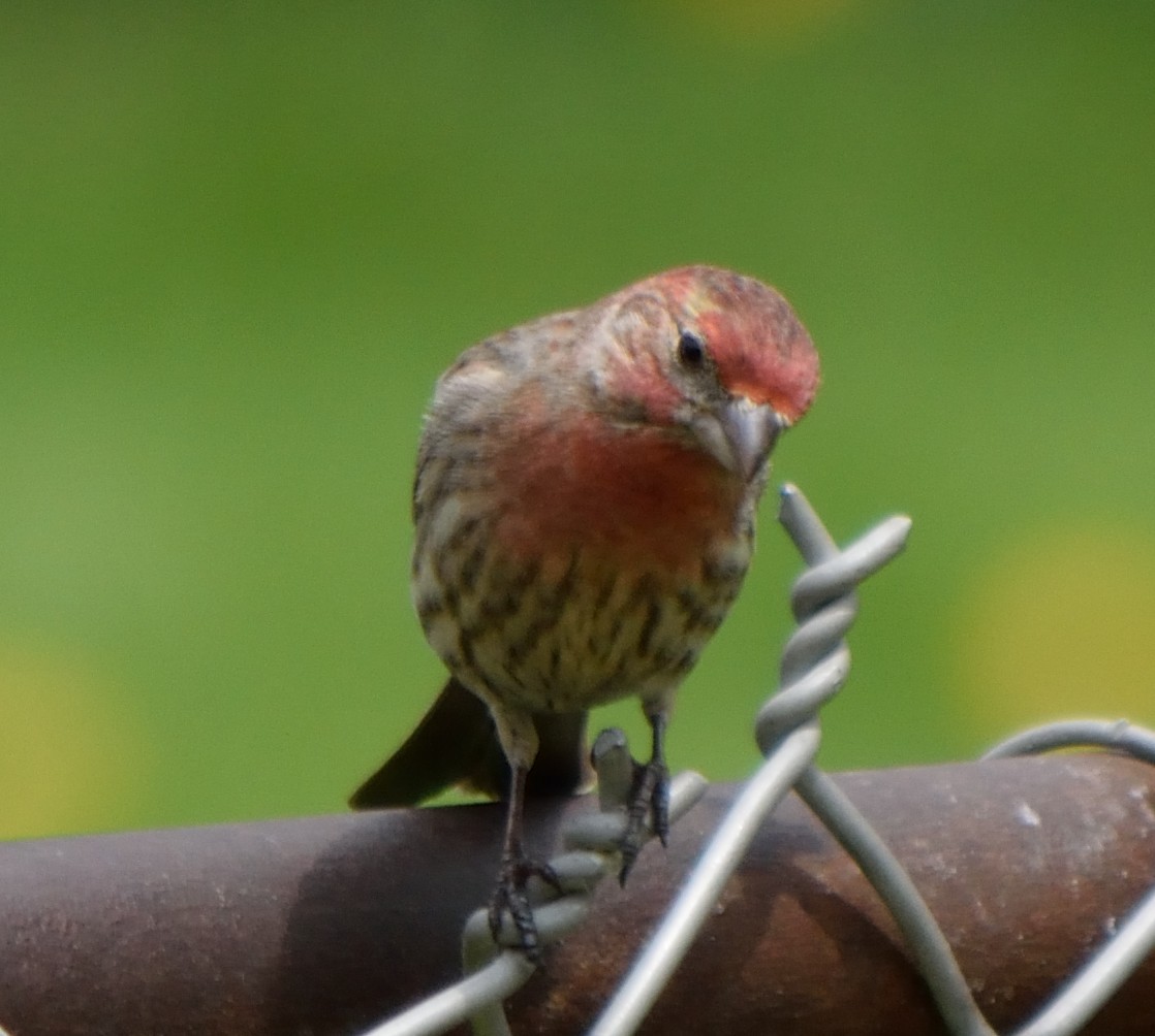 House Finch - Edward Tomes