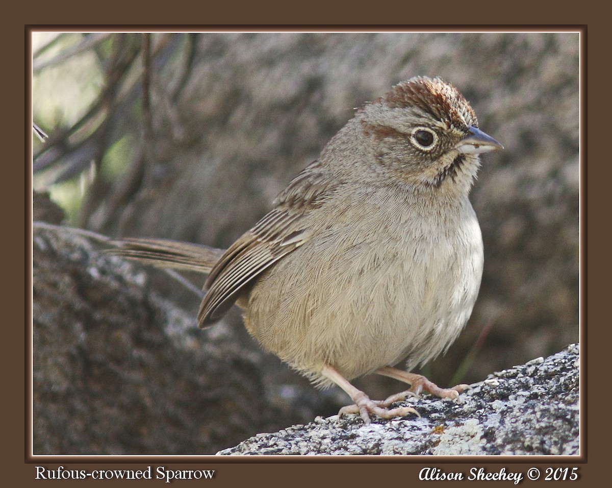 Rufous-crowned Sparrow - ML159027681