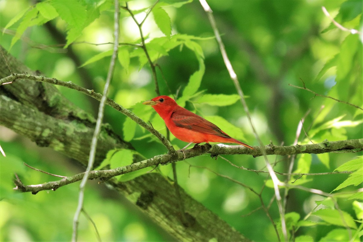 Summer Tanager - ML159027901