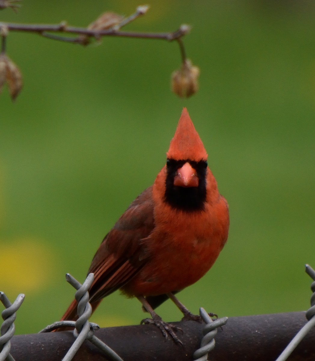 Cardinal rouge - ML159028171