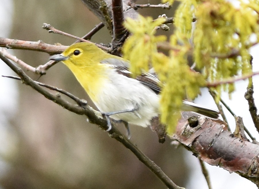 Yellow-throated Vireo - ML159028261