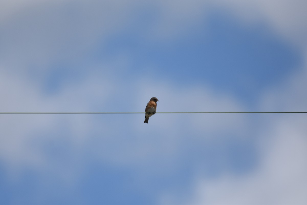 Eastern Bluebird - ML159028701