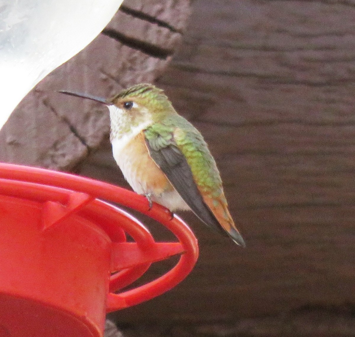 Rufous Hummingbird - ML159030221