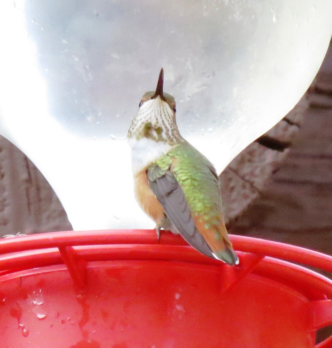 Rufous Hummingbird - ML159030231