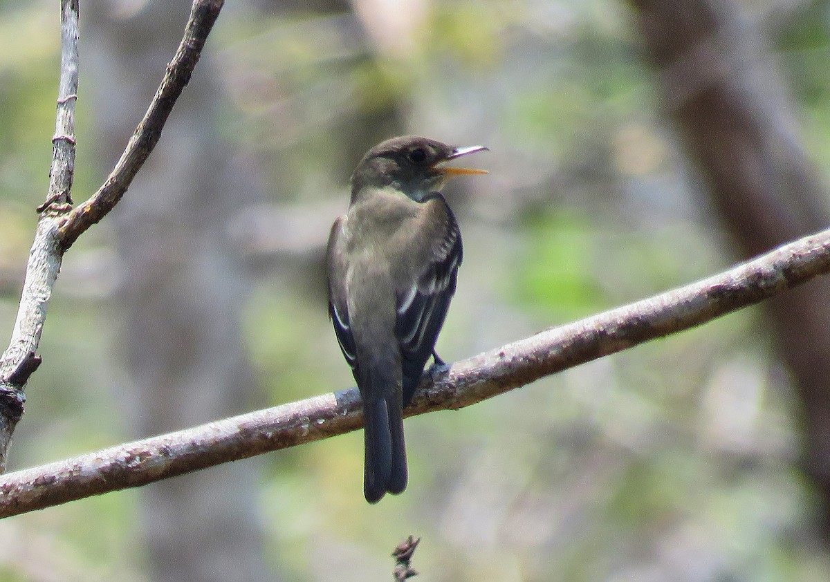 Eastern Wood-Pewee - ML159033491