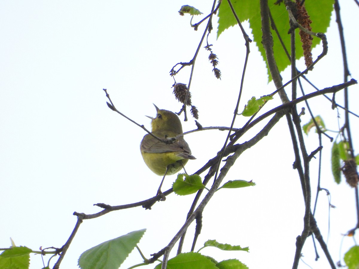 Orange-crowned Warbler - ML159034791