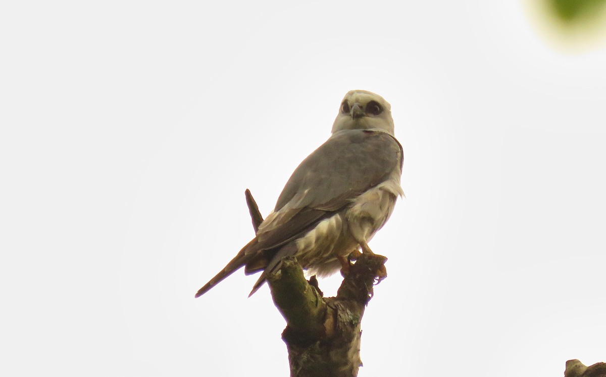 Mississippi Kite - ML159035581