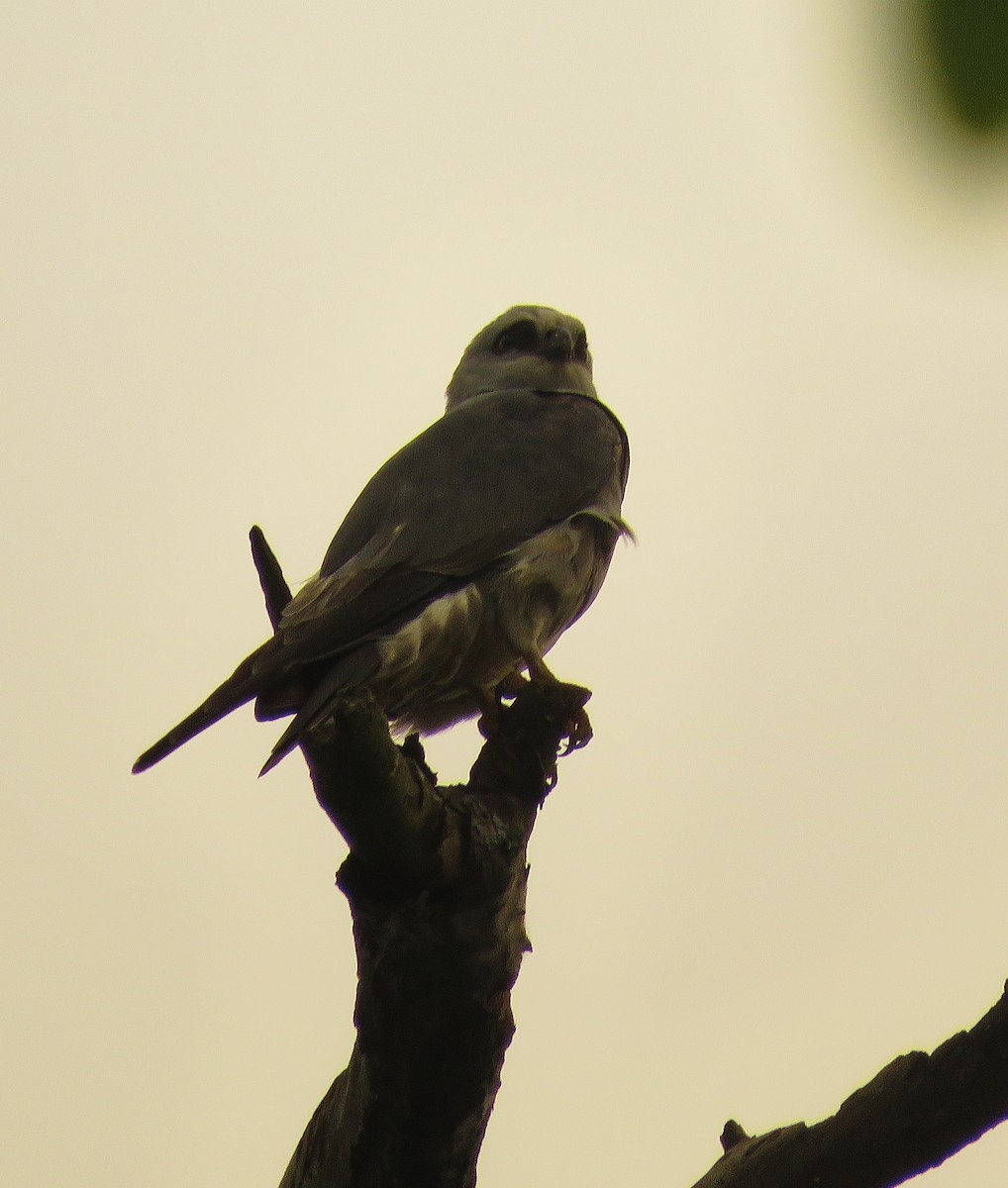 Mississippi Kite - ML159035731