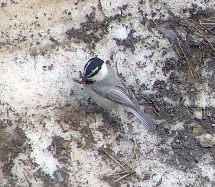 Mountain Chickadee - ML159036161