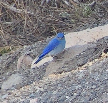 Mountain Bluebird - Bob Toleno