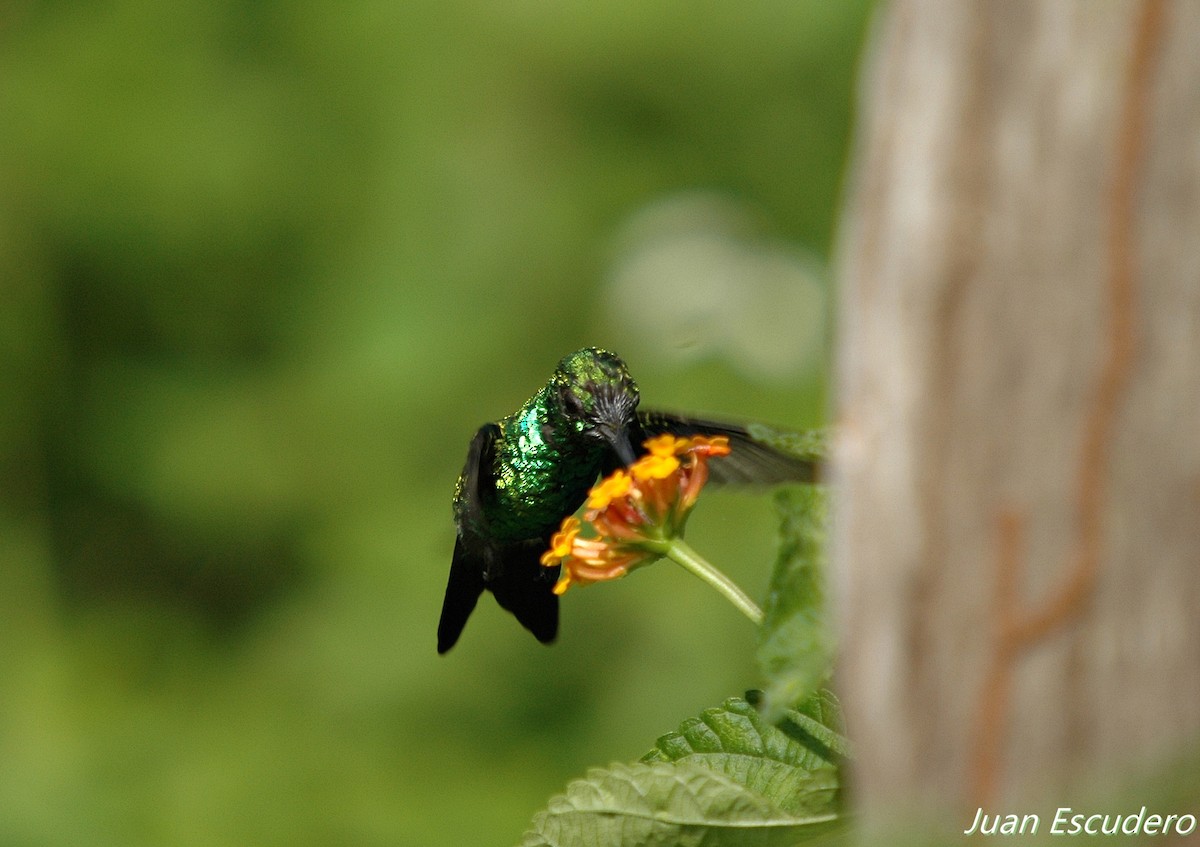 Blue-tailed Emerald - ML159038721