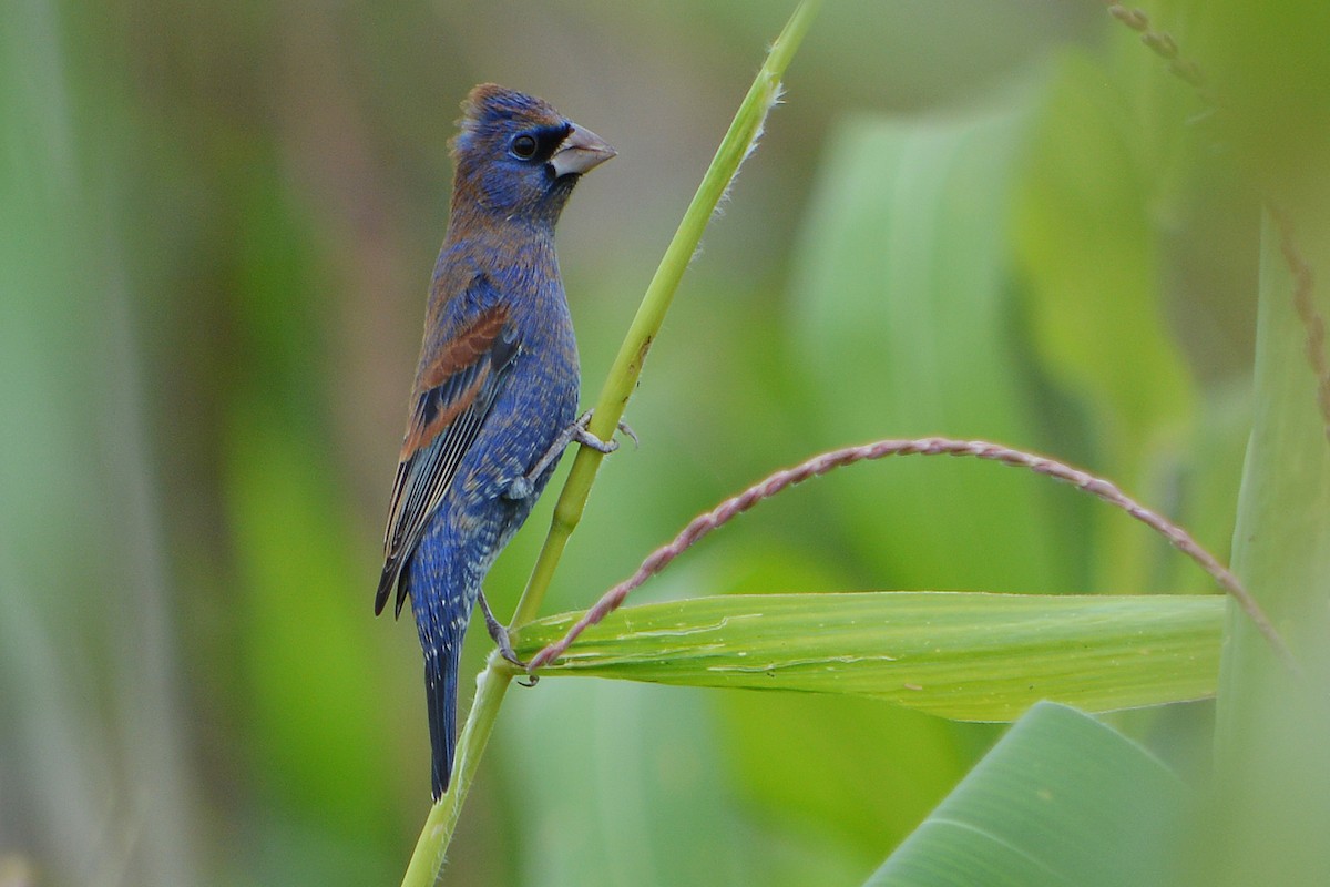 Guiraca bleu - ML159039671