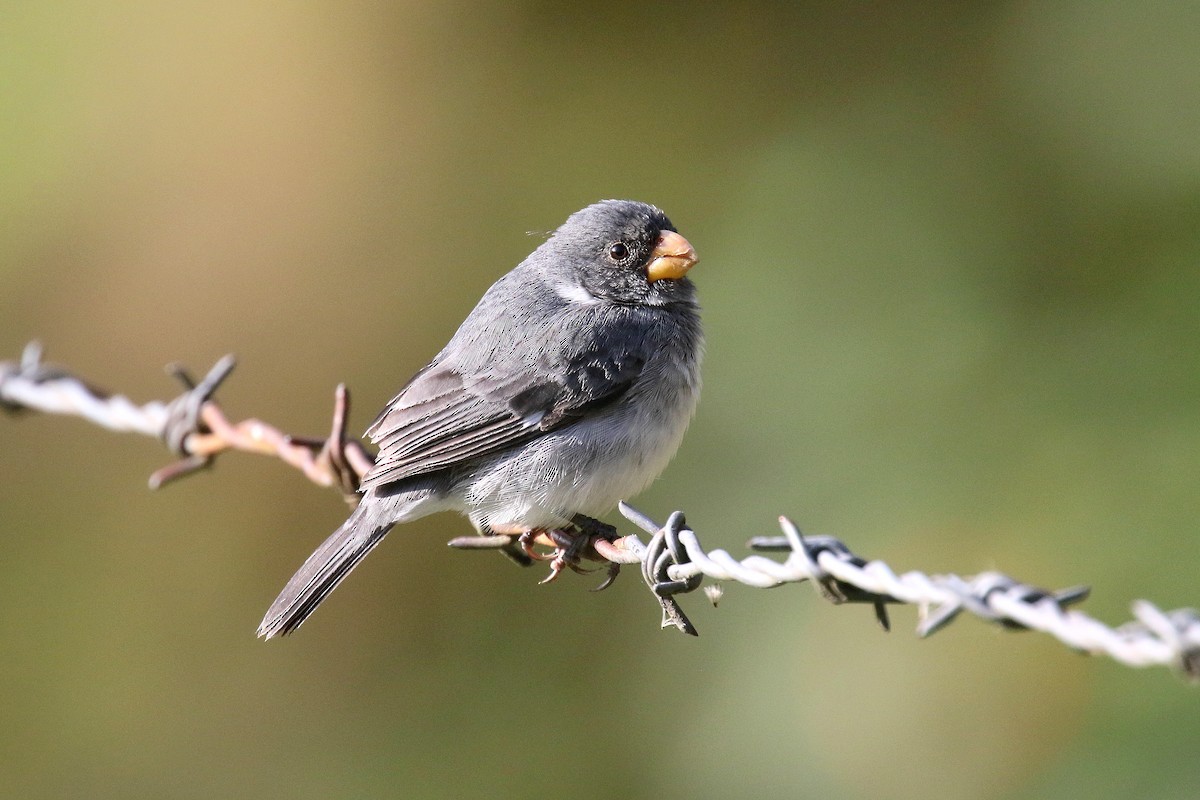 Gray Seedeater - ML159039711
