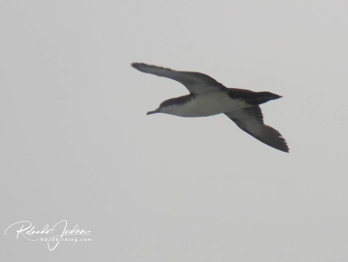 Galapagos Shearwater (Light-winged) - Rolando Jordan