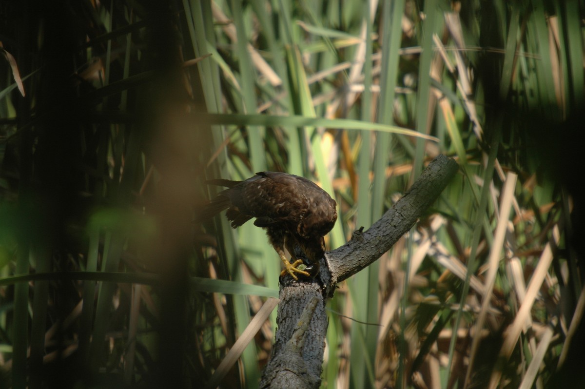 Snail Kite - ML159040601