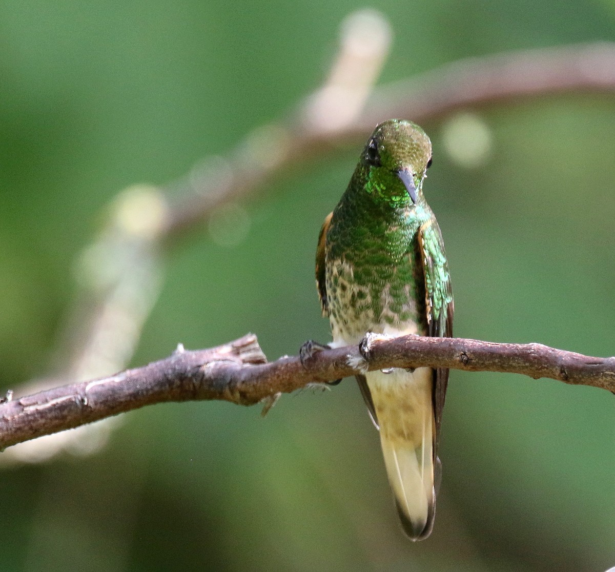 Buff-tailed Coronet - Stephen Gast