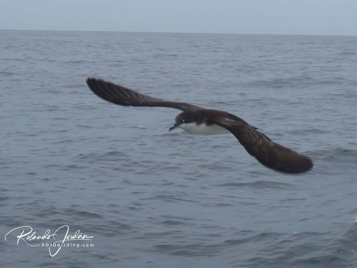 Puffin des Galapagos (forme à ailes pales) - ML159043771