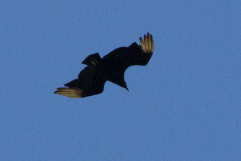 Black Vulture - ML159048931