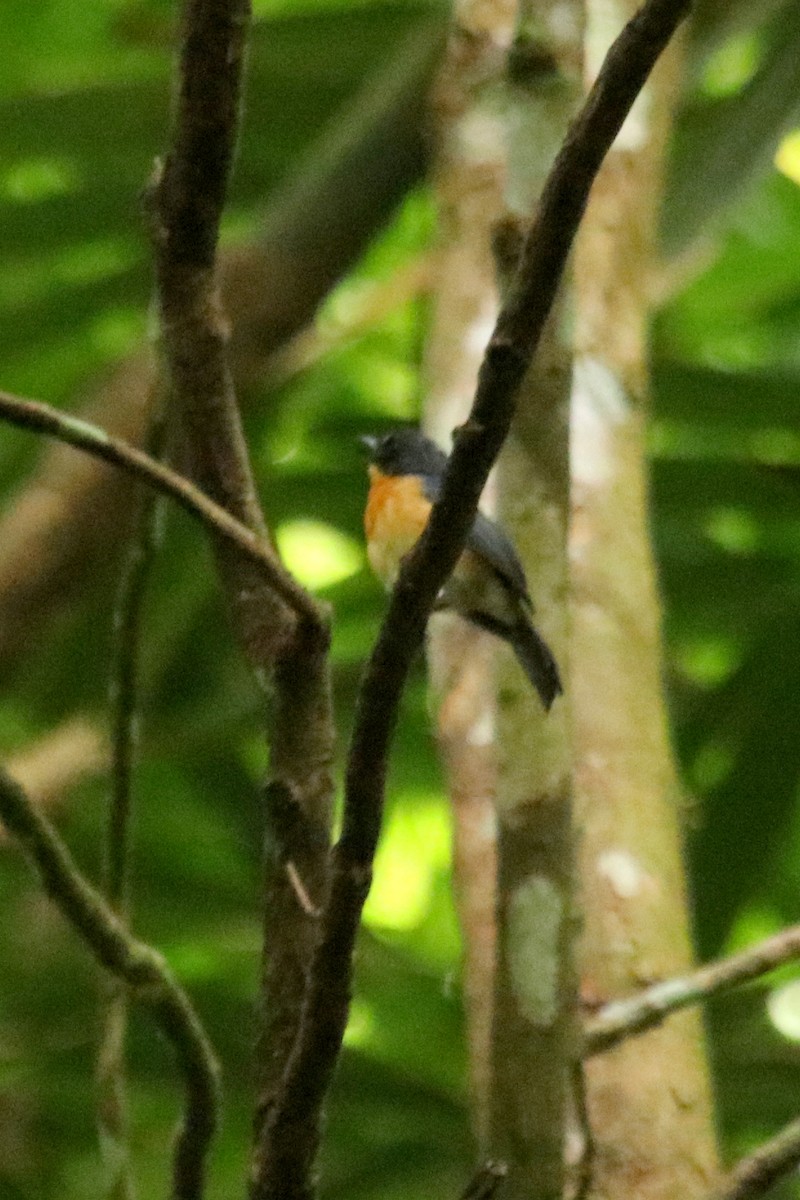 Javan Blue Flycatcher - ML159050731