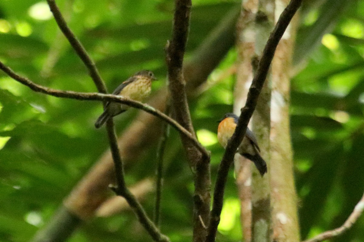 Javan Blue Flycatcher - ML159050751